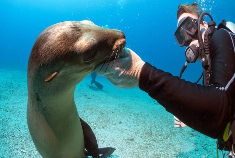 Diving Last Minute Galapagos Diving Tours